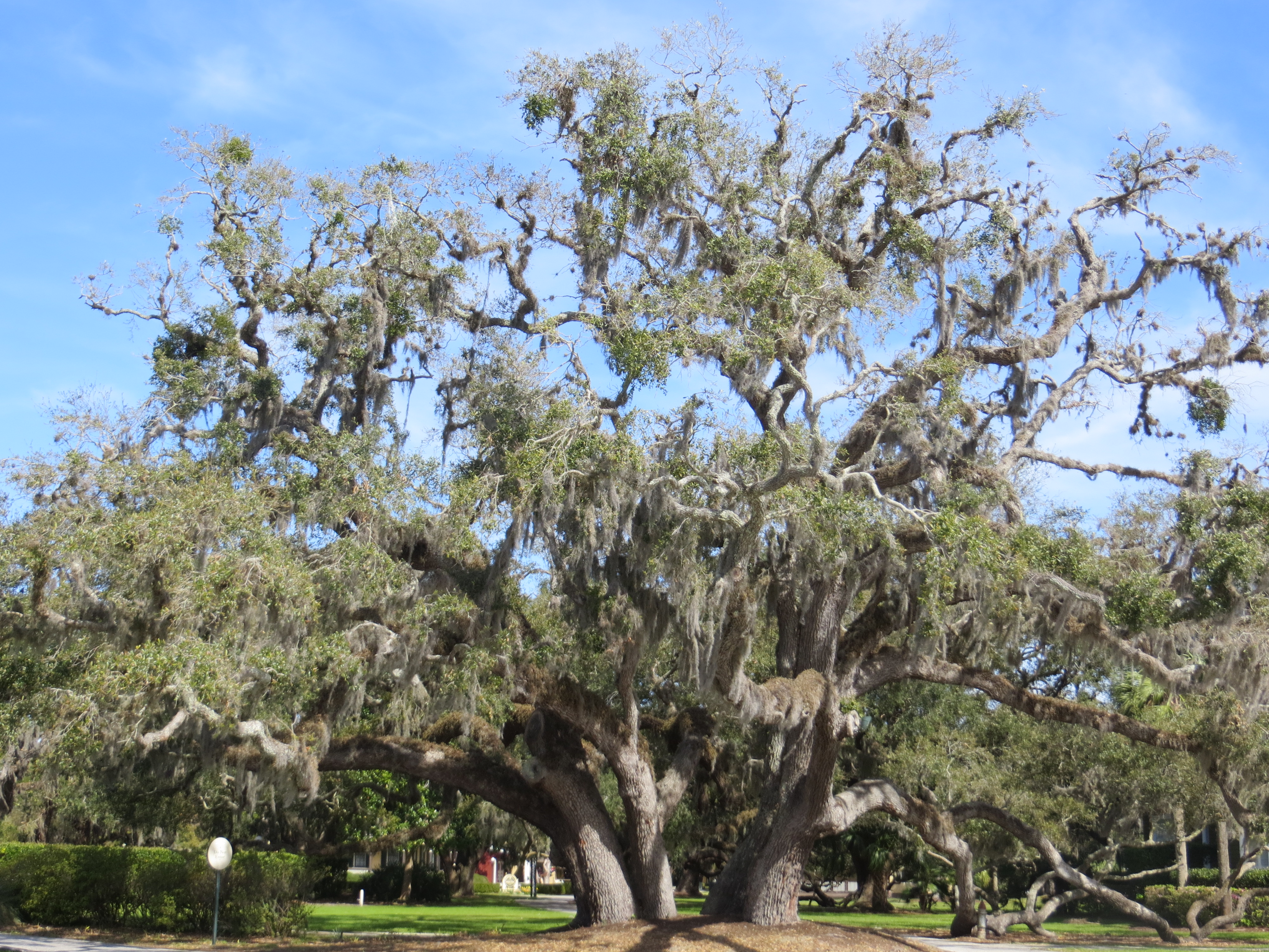 Giant live oak