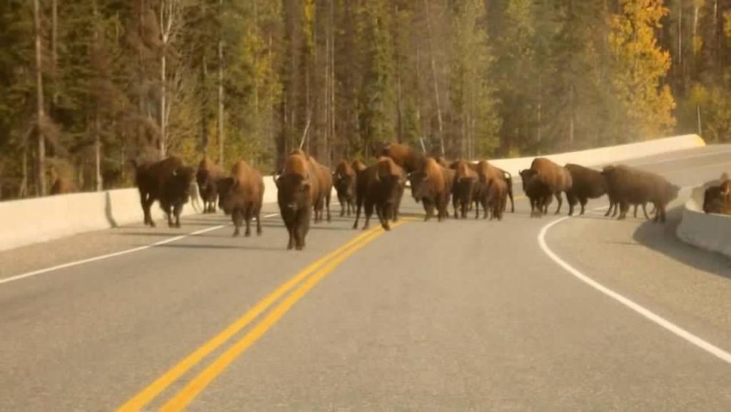 Buffalo have the right of way when you drive a Prius alone in Alaska