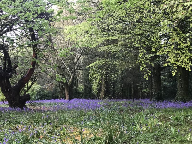 Walking trails behind the Dunbody House, County Wexford, Ireland