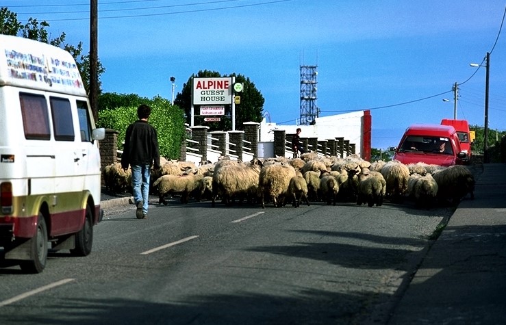 Traffic can sometimes look like this when traveling in Ireland.