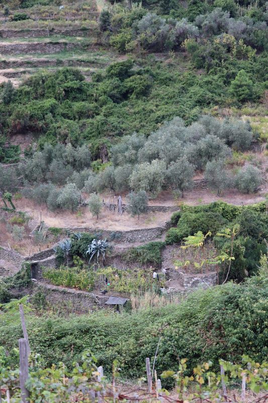 One of many olive groves along the paths of Cinque Terre