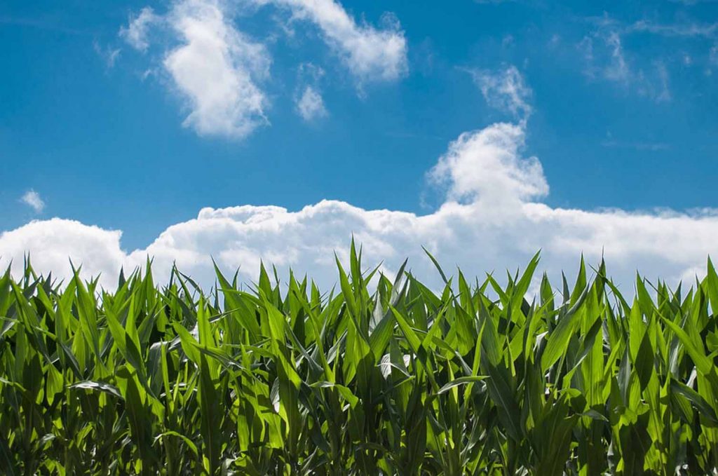  Baldwin County cornfields line the backroads around the beach