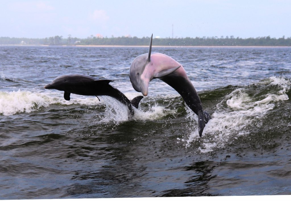 A Dolphin Cruise in Orange Beach, Alabama is a family favorite
 