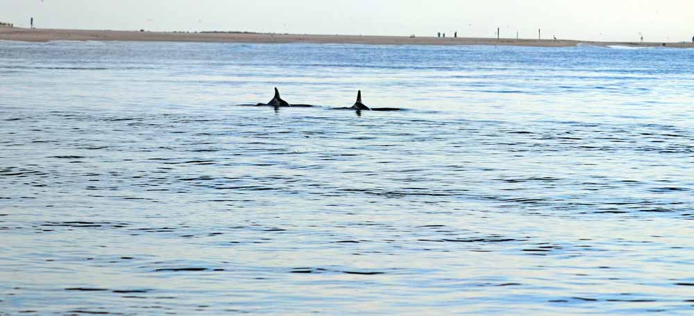 Dolphins feeding close to the Perdido Pass Bridge in Orange Beach