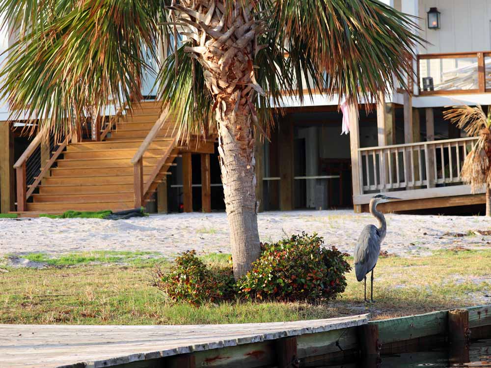 A heron hanging out in his favorite spot in Orange Beach 