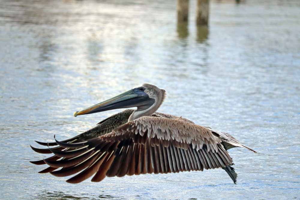 Pelicans are long-lived birds with an average lifespan of 15-25 years in the wild