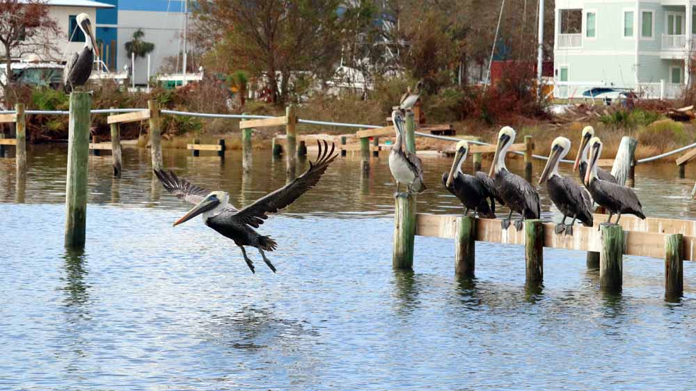 Seeing the 7-foot wingspan of a pelican taking off is a thrilling sight