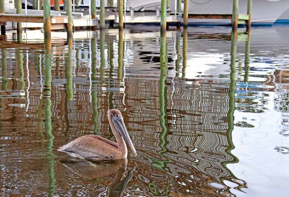 This Orange Beach Marina resident, a brown Pelican, bids us farewell on our Sunset Cruise 