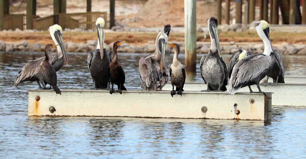 A gathering of pelicans allow the company of another breed of ducks to share a perch