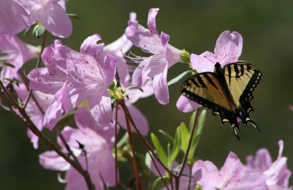 Take a break at the Butterfly Garden along the Backcountry Trail